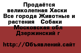 Продаётся великолепная Хаски - Все города Животные и растения » Собаки   . Московская обл.,Дзержинский г.
